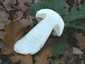 Nyári vargánya (Boletus reticulatus), Budai-hegység